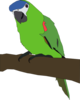 Perched Parrot Clip Art